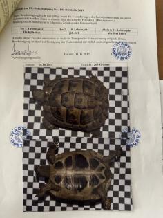 Griechische Landschildkröte weiblich zu verkaufen