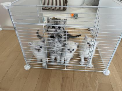5 Wunderschöne BKH Kitten