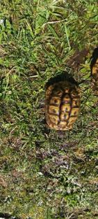 Griechische landschildkröten