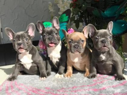 Traumhafte Französische Bulldoggen Welpen mit Ahnentafel