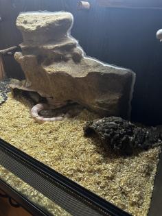 2 Kornnattern Braun/Grau Hellorange inkl. Terrarium