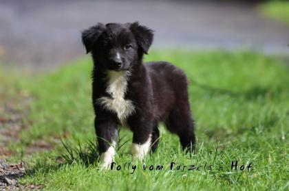 Australian Shepherd Welpen Mädchen und Rüden dürfen ab sofort ausziehen mit Ahnentafel uvm