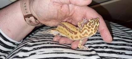 Leopardgeckos suchen gutes Zuhause