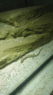 Chalcides ocellatus, Gefleckter Walzenskink 0, 0, 5