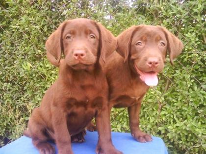 Schoko Labrador Welpe - schönsten Eltern s. Bilder