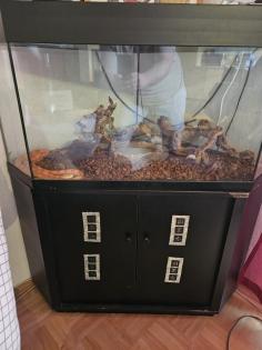 Verkaufe hier meine Kornnatter mit Terrarium und Unterschrank