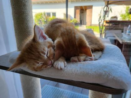 Birma-Hauskatze Mix 1Kater 1Kätzin Kitten