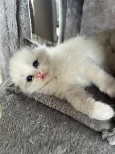 Wunderschöne Ragdoll Kitten mit Stammbaum