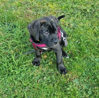 Schweiz-Zürich Sehr schöne Cane Corso Welpen suchen ein Zuhause