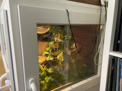 Wunderschönes Terrarium mit 2 Kornnattern 0. 0. 2. abzugeben