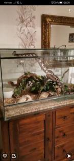 Königspython mit Terrarium