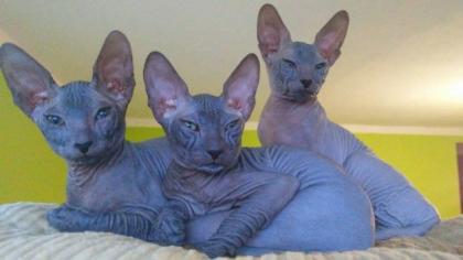 Don Sphynx