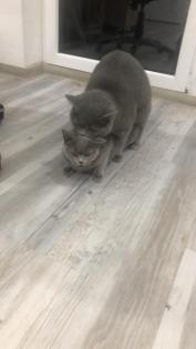 Erfahrener BKH Deckkater Blue