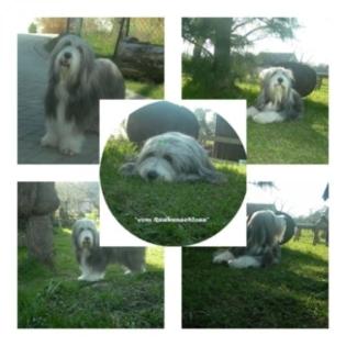 Welpen - Bearded Collies Wurf Anfang Juli 2021