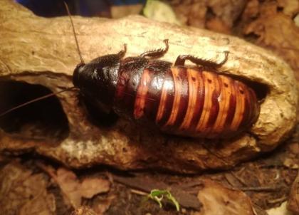 Madagaskar Fauchschaben, G. Portentosa