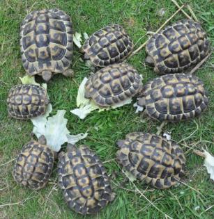 Landschildkröten wegen Zuchtaufgabe abzugeben