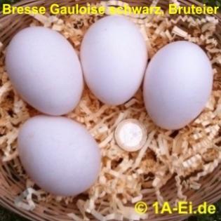 BRUTEIER von BRESSE GAULOISE weiß und/oder schwarz