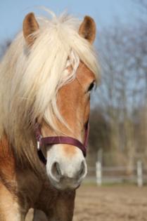 Reitbeteiligung für Hafi gesucht