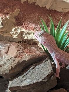 Vier Leopardgeckos mit Terrarium und Zubehör