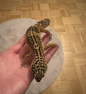 Leopardgecko-Männchen