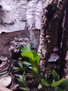 Kornnatter mit Terrarium