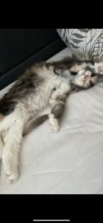 Wunderschönes Maine Coon kitten