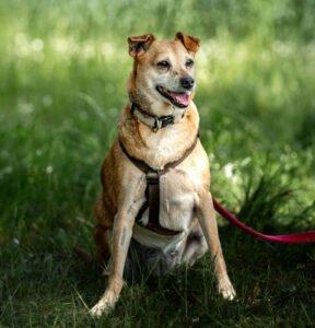 HALLE - weiblich 7 Jahre 38 cm 13. 5 kg Pinscher-Mix Gechipt Kastriert