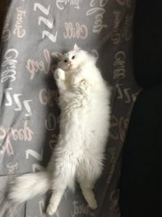Maine Coon Kitten in Schneeweiß