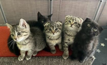 Mischlingskitten BKH/EHK suchen ein neues zu Hause