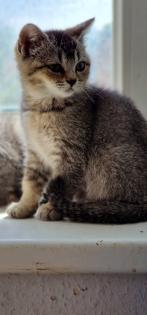 BKH Kitten suchen ein liebevolles neues Zuhause
