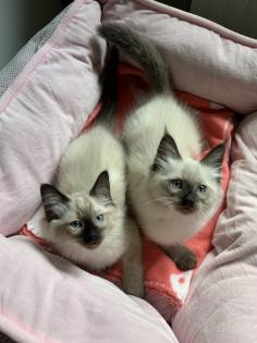 Kitten Siam / Balinese