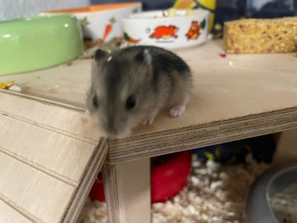 Baby Zwerg Hamster Mädchen und manchen