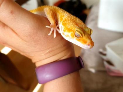Leopardgeckos aus langjähriger Zucht