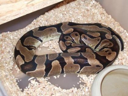 0. 3 adulte Python regius Weibchen