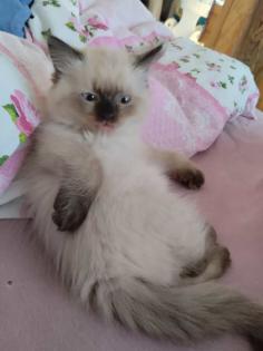 Ragdoll -Persermischlinge