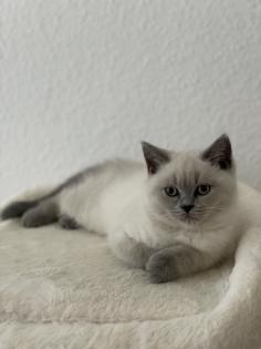 BKH British Kurzhaar reinrassig Blue Point Lilac Point