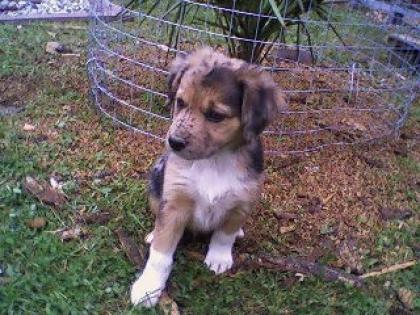 4 süße Bordercolie Goldenretriever mix Welpen zu verkaufen