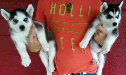 Husky Welpen aus exclusiver Verpaarung suchen liebevolle Familie.