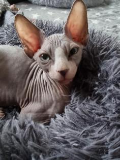Abgabebereit. 3 Canadian Sphynx Kater
