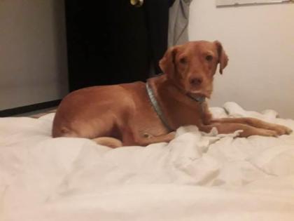 Houdini - anhänglicher, liebevoller Podenco-Mix sucht ein eigenes Körbchen