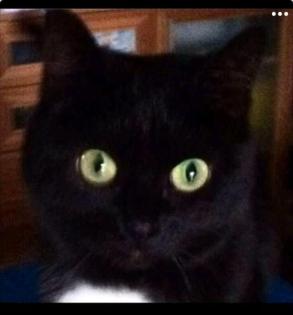 66424 , Katze verschwunden