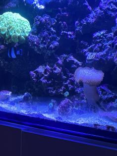 Meerwasser Aquarium
