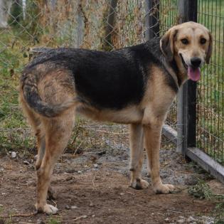 Mina / Status sucht ein Zuhause