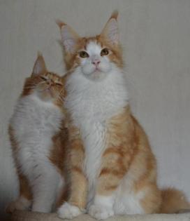 Maine Coon Youngster in red tabby w white mit Stammbaum