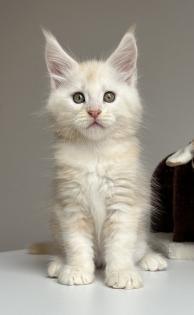 Maine Coon Boys abzugeben