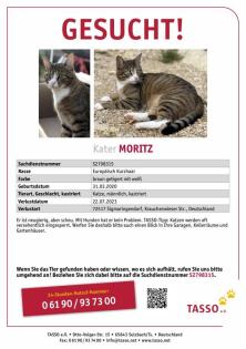 Kater Moritz noch immer vermisst