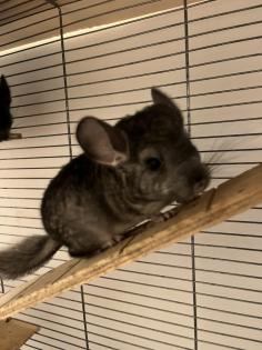 Chinchilla Babys, Weibchen und Männchen
