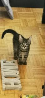 2 Main Coon Mix Kitten