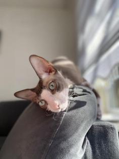 Deckkater