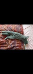 Junge Scottish Fold Katze